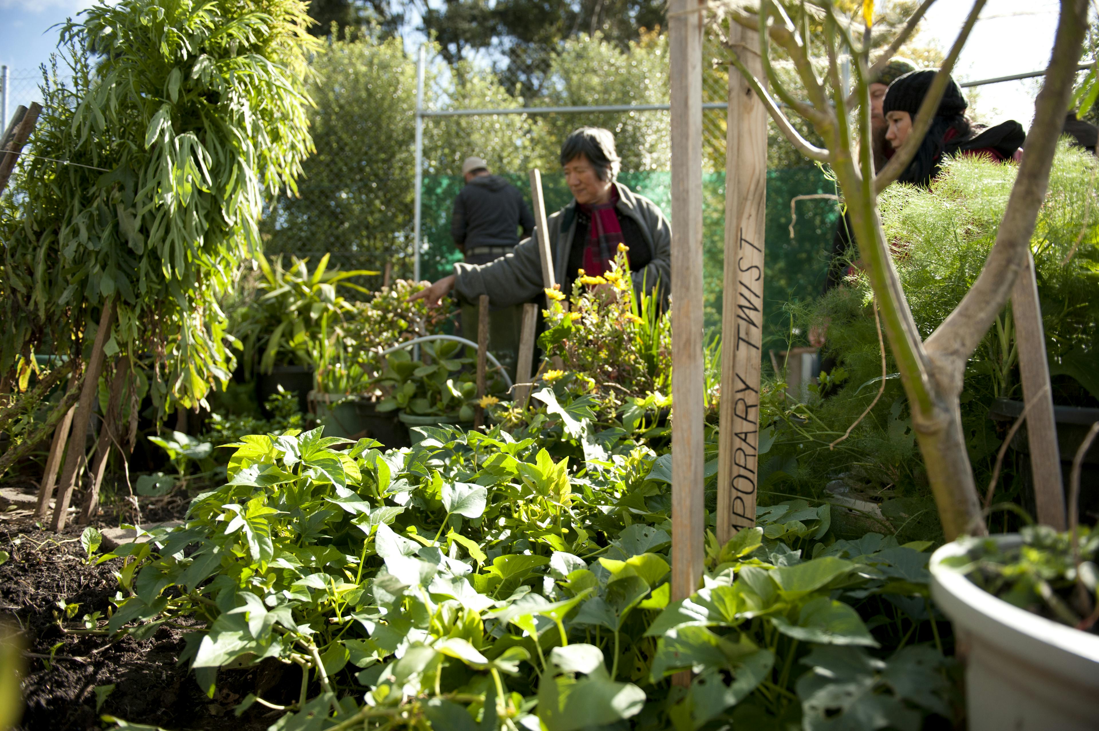 People work in the lush garden of Cultivating Community