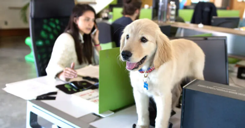 Dogs-in-the-workplace