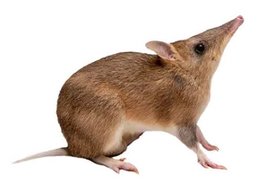 Eastern Barred Bandicoot