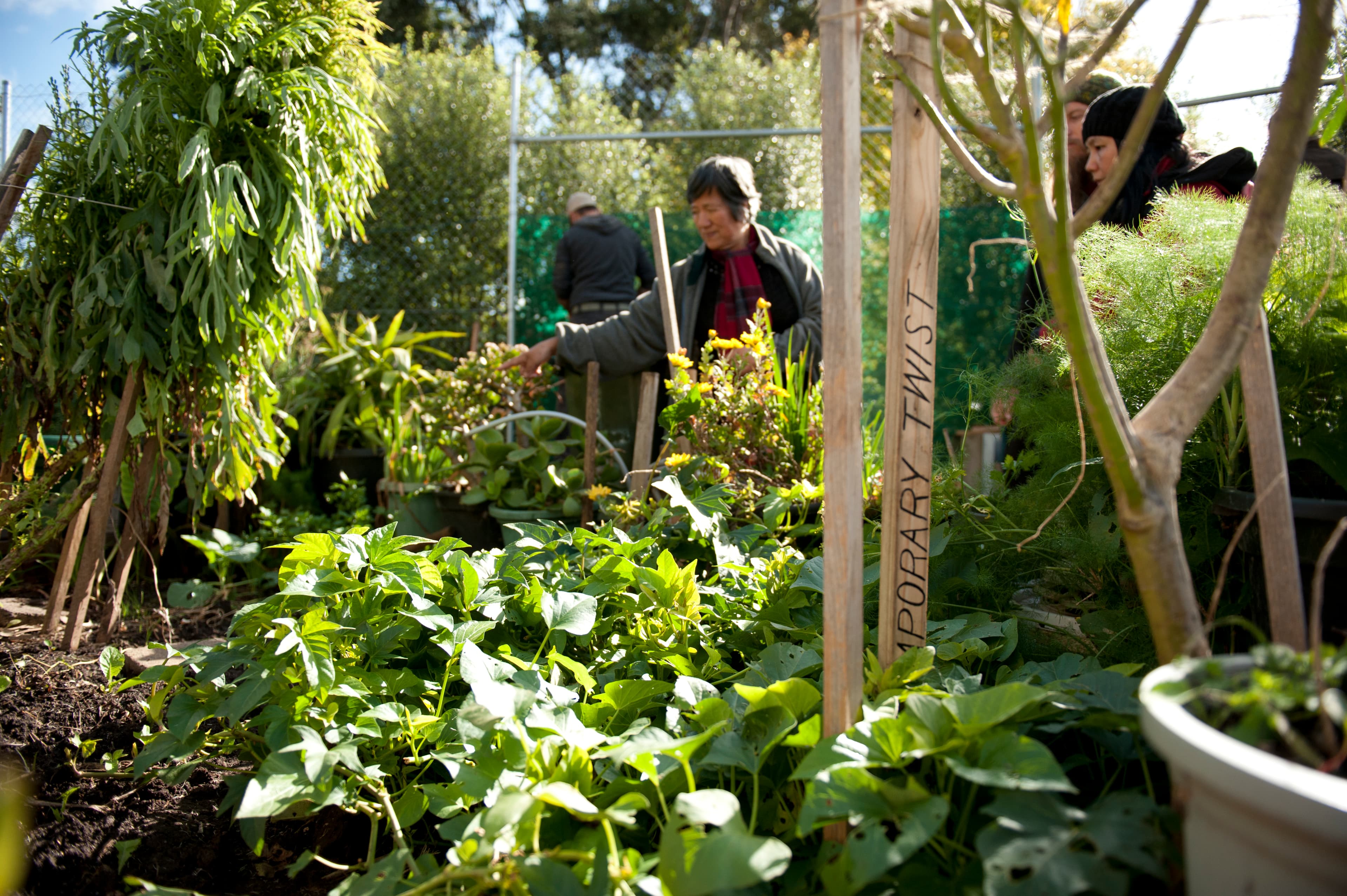 multiple standing around a garden