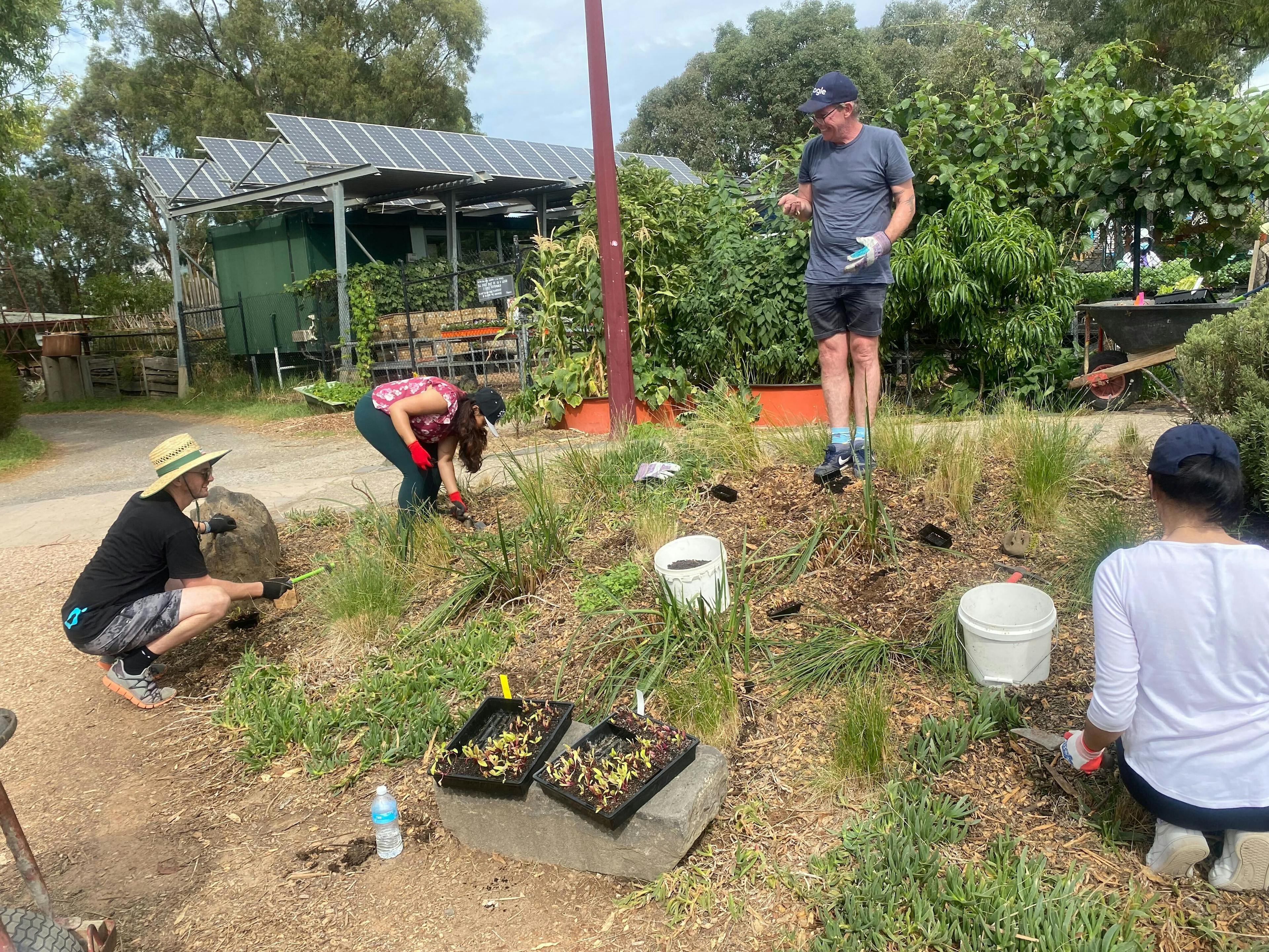 optimising employees volunteering in garden